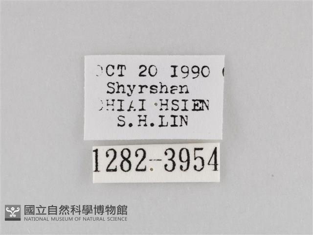 斜紋夜盜蛾藏品圖，第3張