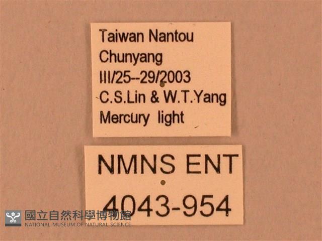 臺灣鋸翅天蛾藏品圖，第3張