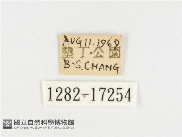 小紫斑蝶藏品圖，第3張