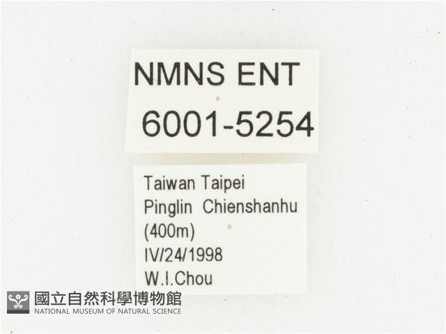 血紅虎斑花金龜藏品圖，第2張