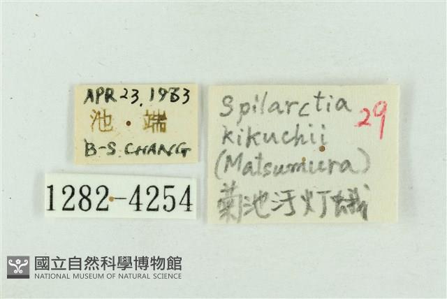 菊池污燈蛾藏品圖，第3張