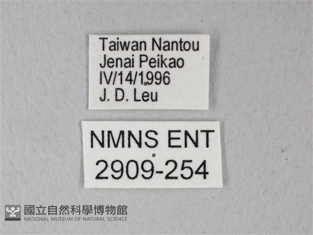 異粉蝶、雌白黃蝶藏品圖，第3張