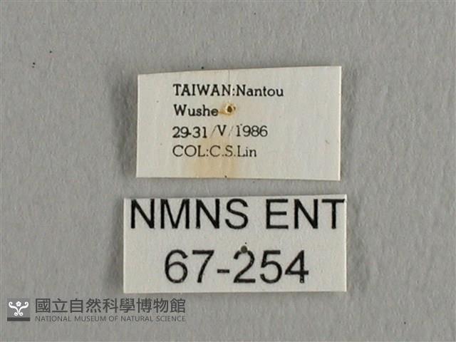 長尾水青蛾藏品圖，第3張