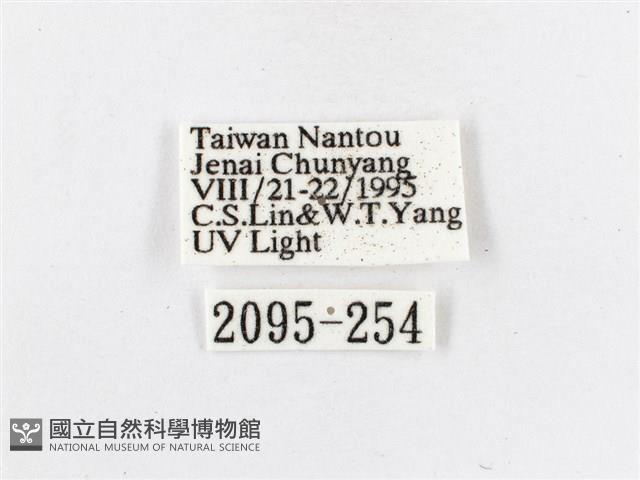 蓬萊茶斑蛾藏品圖，第3張