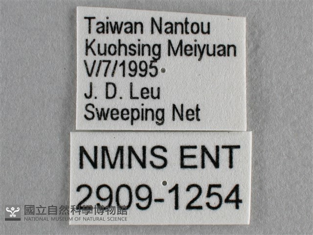散紋盛蛺蝶藏品圖，第3張