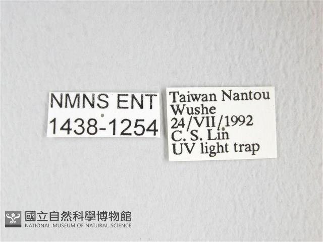 圓翅大鉤蛾藏品圖，第3張