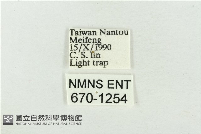 大斑波紋蛾藏品圖，第3張