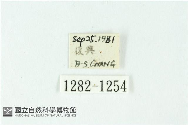 三色豔苔蛾藏品圖，第3張