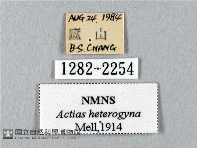 臺灣長尾水青蛾藏品圖，第3張