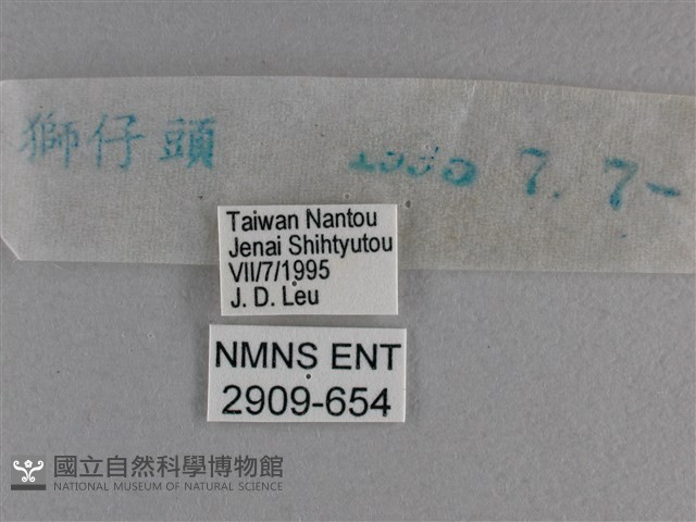 小雙尾蛺蝶藏品圖，第3張