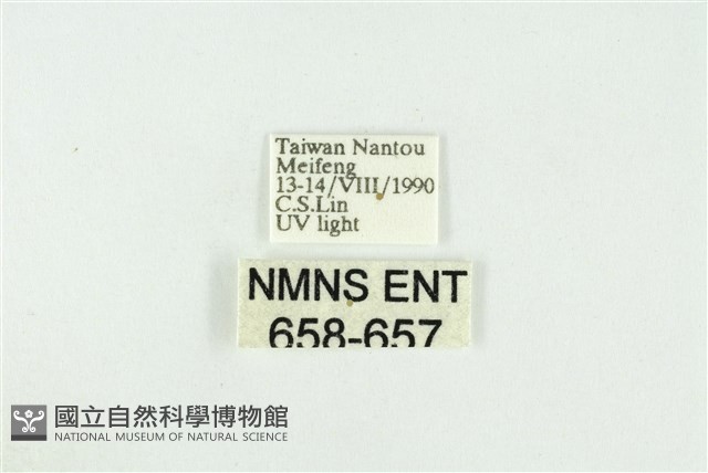 寬紋黃毒蛾藏品圖，第3張