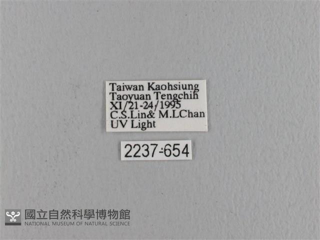 波紋枯葉蛾藏品圖，第3張