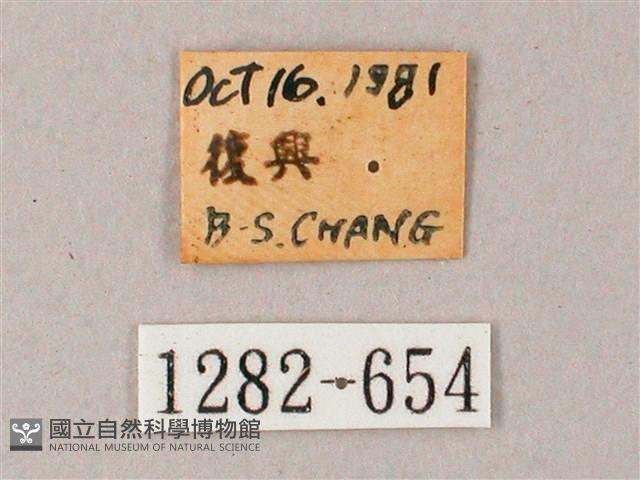 臺灣白肩天蛾藏品圖，第3張