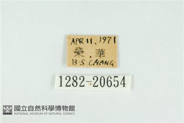 霓彩燕灰蝶藏品圖，第3張