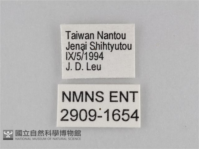 小波眼蝶藏品圖，第3張