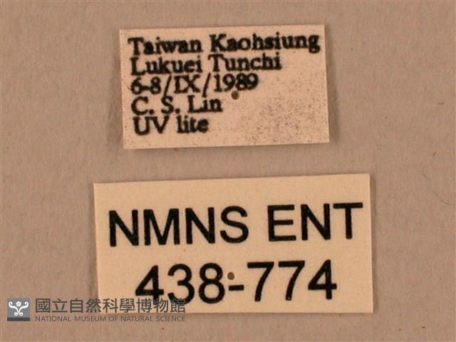 棕綠背線天蛾藏品圖，第3張