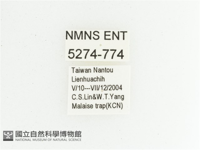 黃肩長腳花金龜藏品圖，第2張