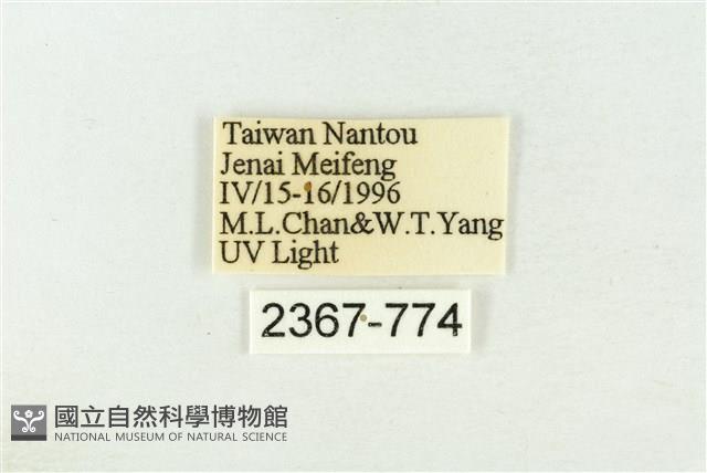 棍棒污燈蛾藏品圖，第3張