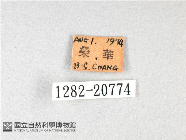 長翅弄蝶藏品圖，第3張