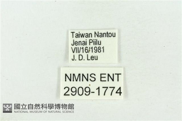 珠灰蝶藏品圖，第3張