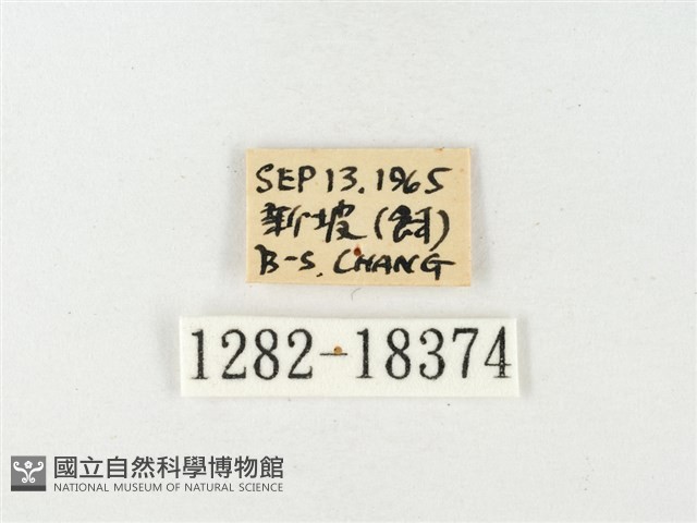 島嶼黃蝶、江崎黃蝶藏品圖，第3張