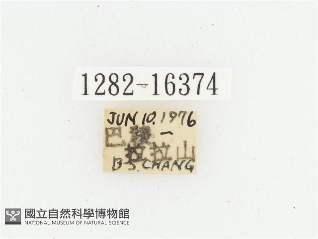 叉斑陷紋金龜藏品圖，第2張