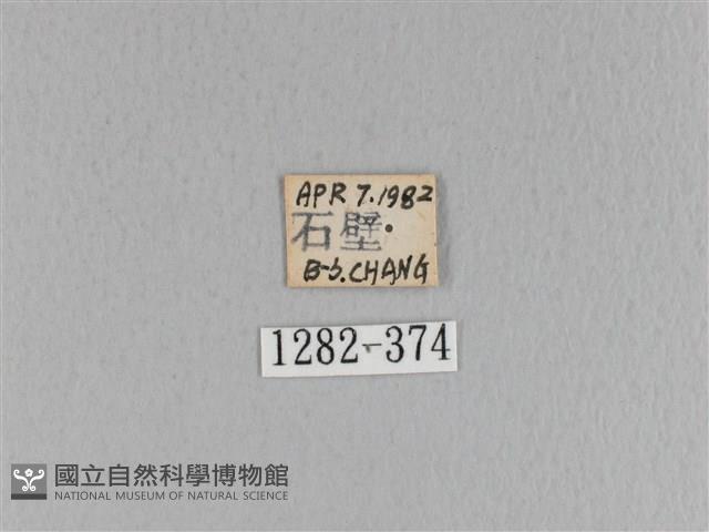 大褐斑枯葉蛾藏品圖，第3張