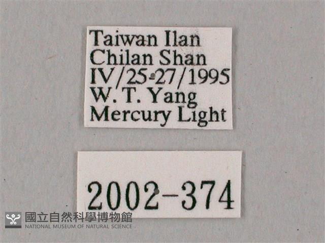 粗斜紋天蛾藏品圖，第3張