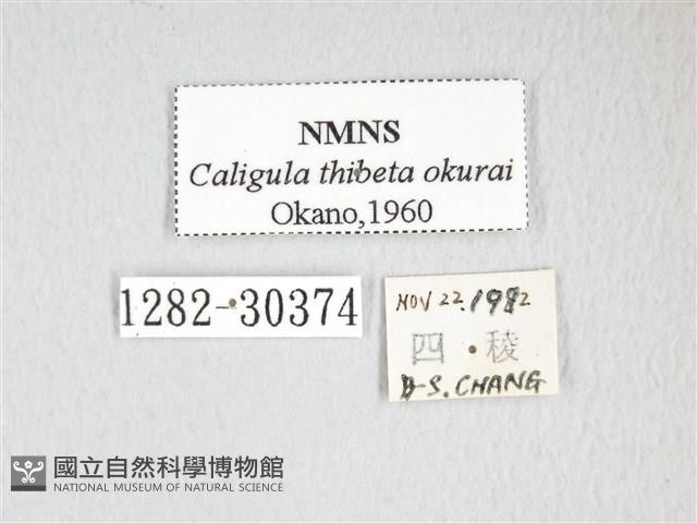 大綠目天蠶蛾藏品圖，第3張