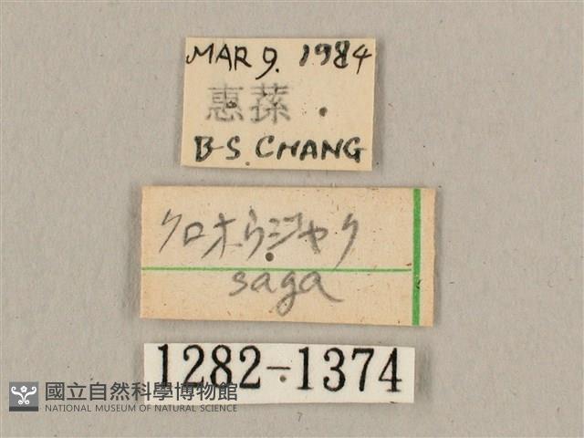 波斑長喙天蛾藏品圖，第3張