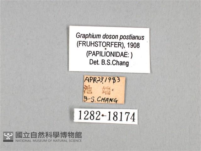木蘭青鳳蝶藏品圖，第3張