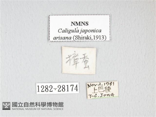 雙黑目天蠶蛾藏品圖，第3張