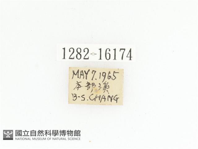 細腳騷金龜藏品圖，第2張