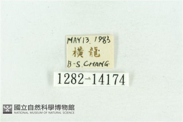 粉紅帶散紋夜蛾藏品圖，第3張