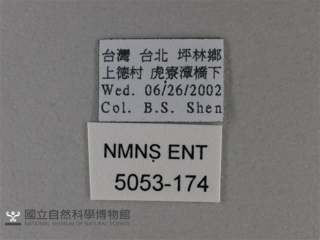 異紋帶蛺蝶藏品圖，第3張