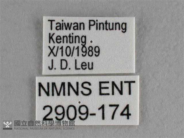 異色尖粉蝶藏品圖，第3張