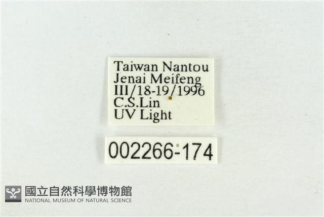 帶波紋蛾藏品圖，第3張