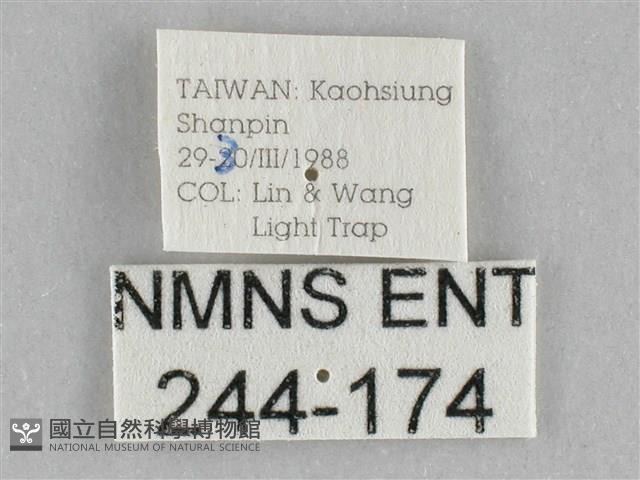 橙擬燈蛾藏品圖，第3張