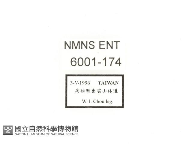 陳氏角金龜藏品圖，第2張