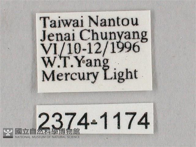 栗六點天蛾藏品圖，第3張