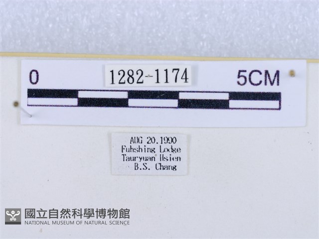 閃光苔蛾藏品圖，第3張