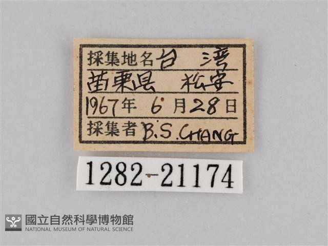 小波眼蝶藏品圖，第3張