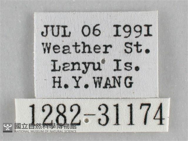 霜天蛾藏品圖，第3張