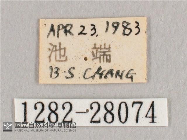 鉛斑帶鉤蛾藏品圖，第3張