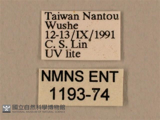 背中白天蛾藏品圖，第3張