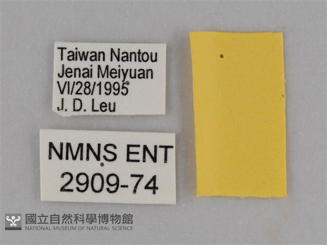 豔粉蝶藏品圖，第3張