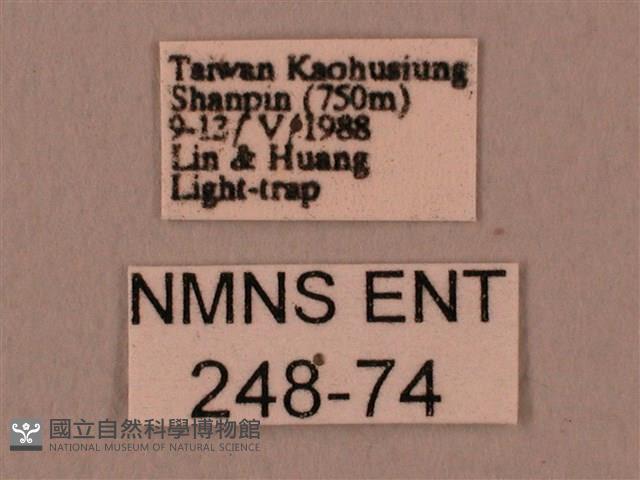 暗綠白腰天蛾藏品圖，第3張