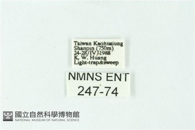 三色豔苔蛾藏品圖，第3張