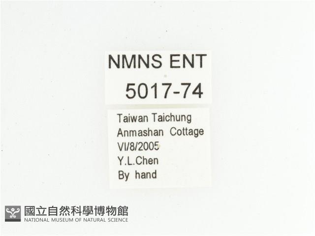 鞍馬山金背金龜藏品圖，第2張