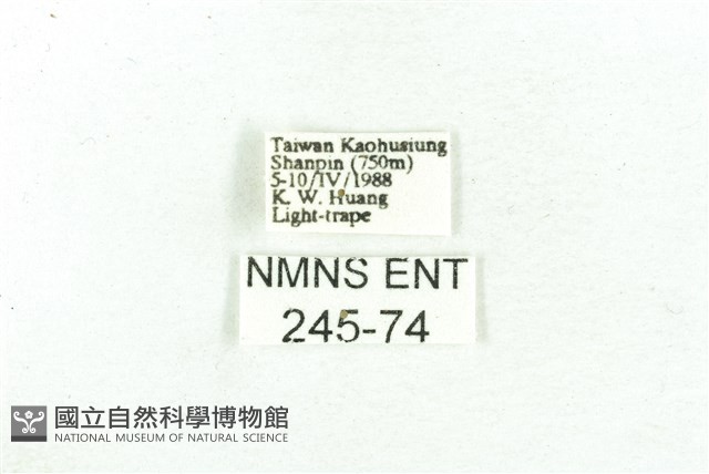 乳白斑燈蛾藏品圖，第3張